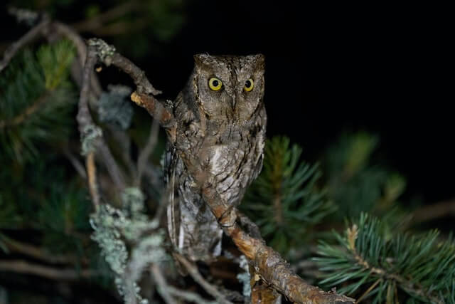 A Scops owl perched in a tree at night.