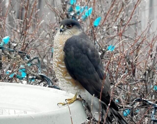 A Sharp-shinned Hawk perched on the edge of a bird bath.