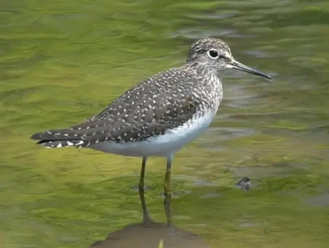 A Solitary Sandpiper foraging in the water.