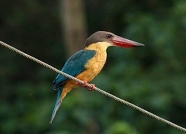 A Stork-billed Kingfisher perched on a clothesline.