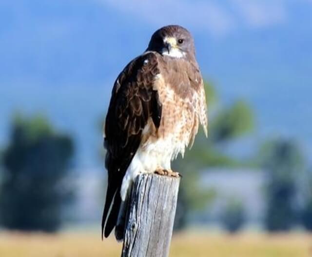 A Swainson's Hawk  perched on a wooden post.