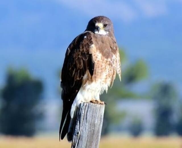 A Swainson’s Hawk perched on a wooden post.