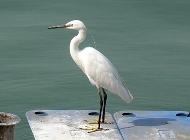 A little egret perched on a boat dock.