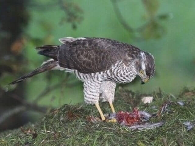 A Gyrfalcon eating the remains of a rabbit.