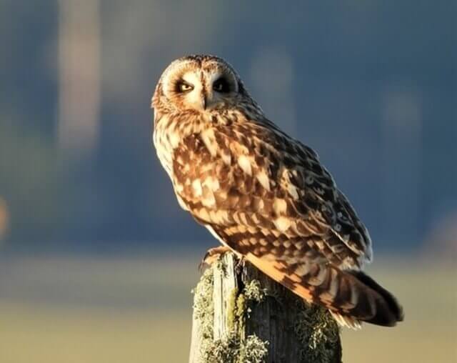 A Short-eared Owl perched on a tree stump.