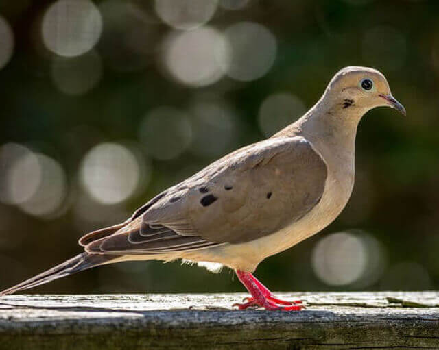 A mourning dove perched on a ledge.
