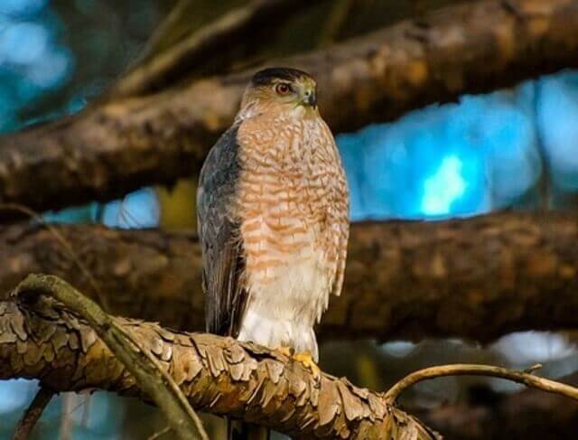 A cooper's hawk perched in a tree.