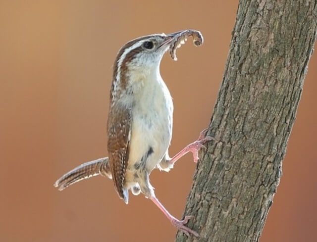 A Carolina Wren with an insect in it's mouth.