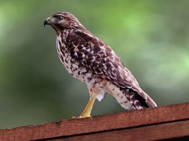 A Red-tailed Hawk perched on a wooden fence.
