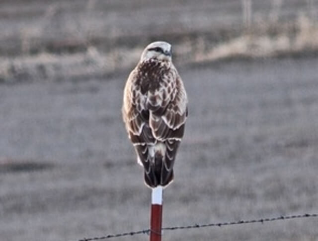 A rough-legged hawk perched on a pole..