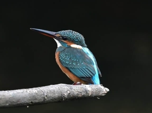 A common kingfisher perched on a branch.