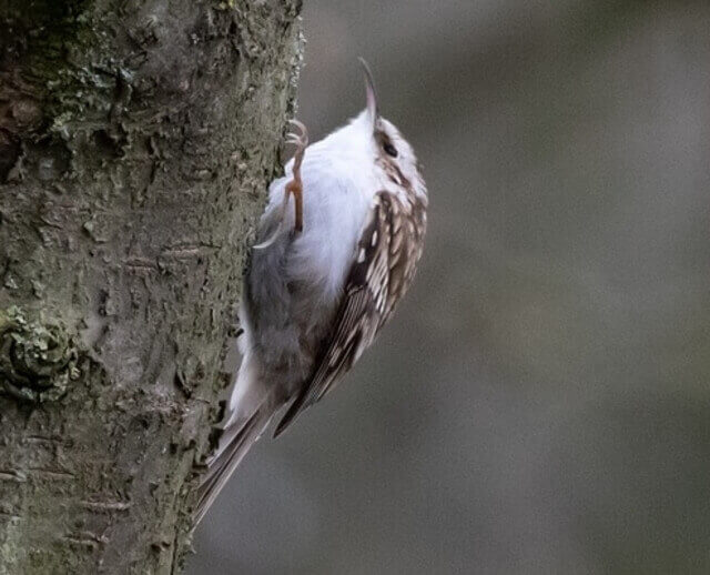 A tree creeper perched on a tree, probing for insects.
