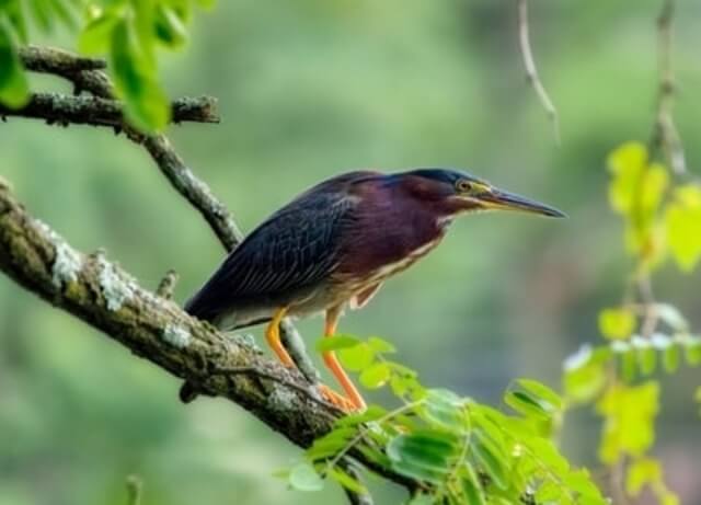 A green heron perched on a tree.