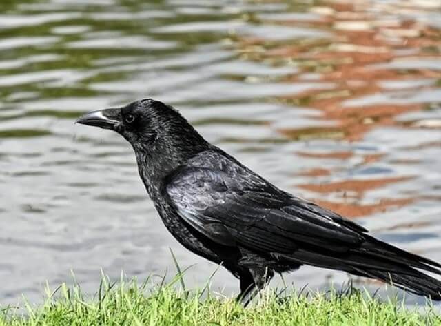 A Common Raven foraging on the ground near the water.