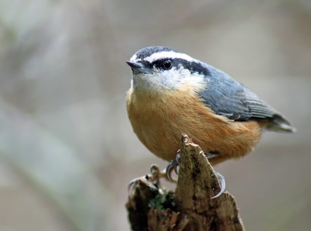 A red-breasted nuthatch perched on a tree branch.