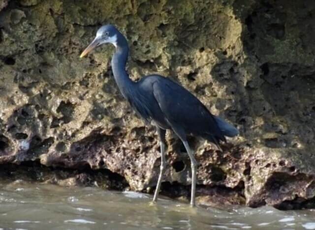 A Western Reef-Heron wading through the water.