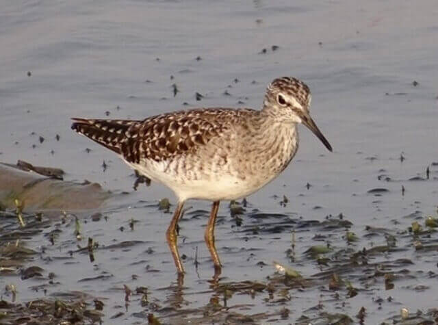 A wood Sandpiper foraging in the water.