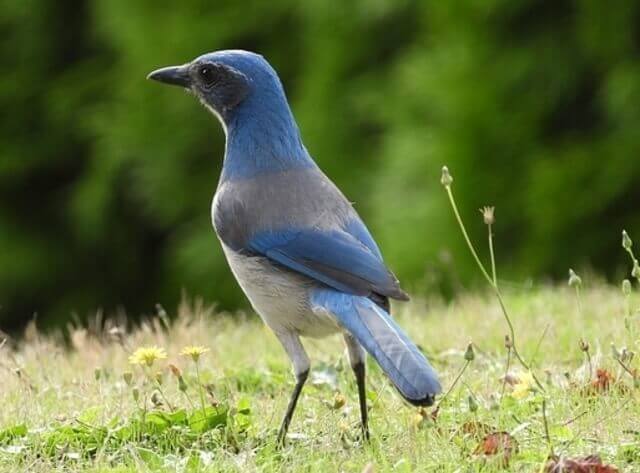 A Woodhouse's Scrub-Jay foraging on the ground.