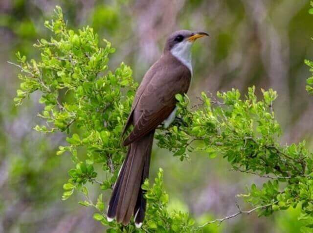 A Yellow-billed Cuckoo perched on the tree.