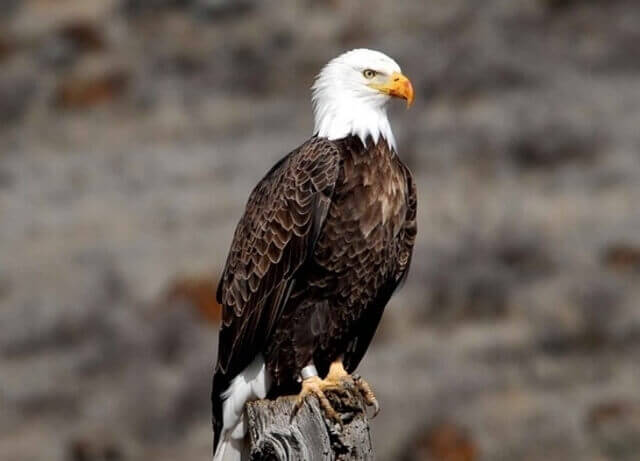 A Bald Eagle perched on a old tree.