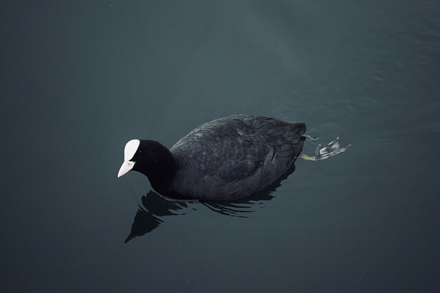 An American Coot drifting in the water.