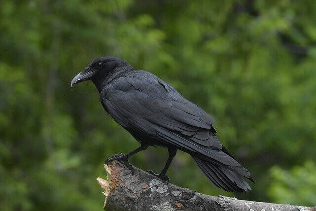 An American crow perched on a tree.