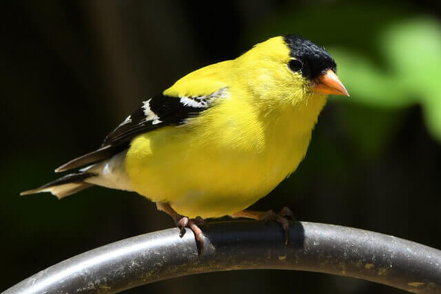 An American Goldfinch perched on a fence.
