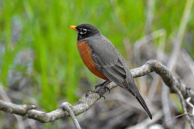 An American Robin perched on a tree branch.
