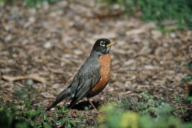 An American Robin foraging on the ground.