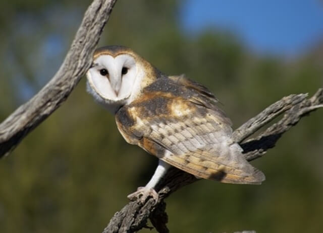 A barn owl perched on a dead tree.