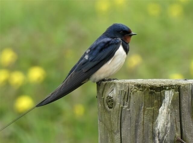 A barn swallow perched on a tree stump.