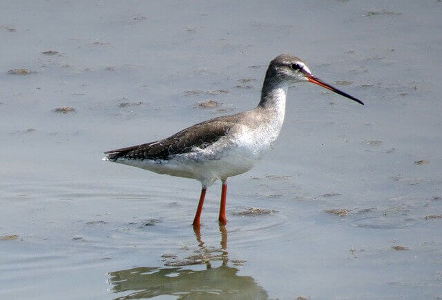 A Spotted Redshank foraging in the water.