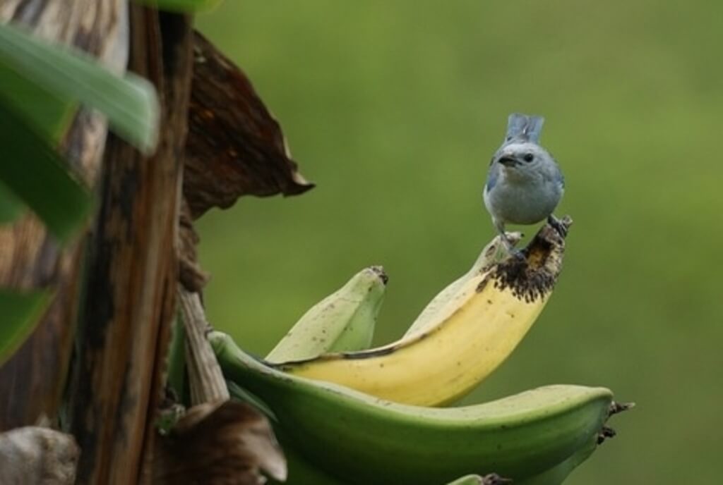 A Bluebird eating a banana off the tree.