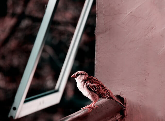 A bird on a window sill.