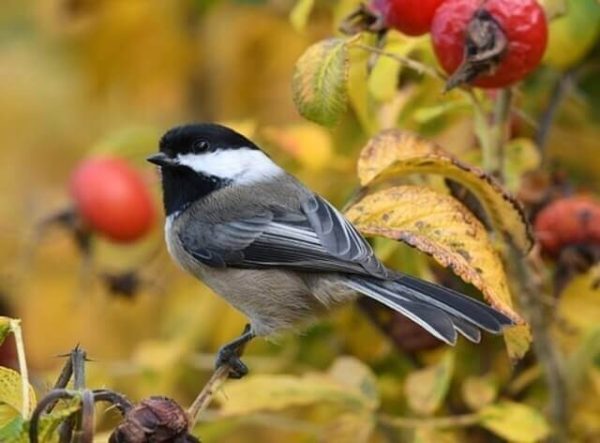 50 Most Common Birds in New Hampshire: Ultimate Guide!