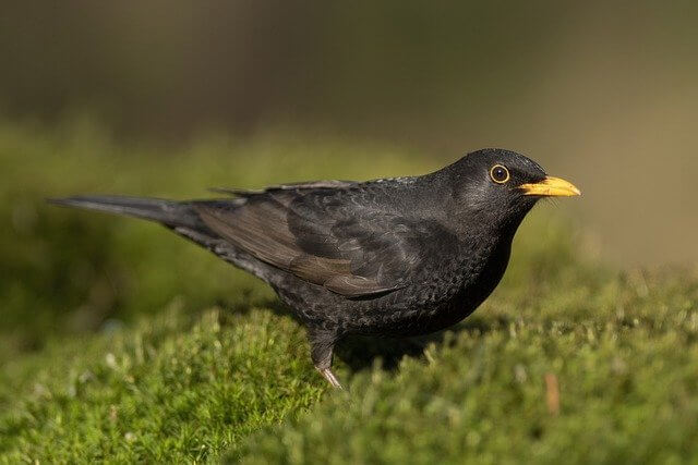 A blackbird foraging on the grass,