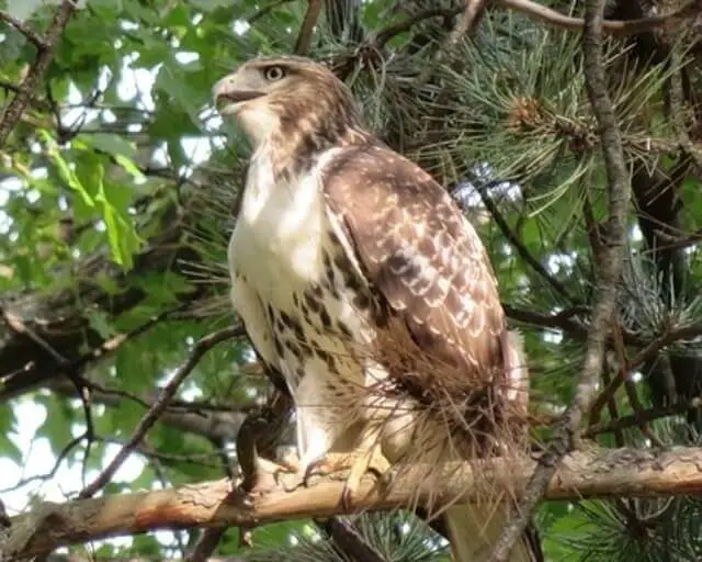 A broad-winged hawk perched on a tree.