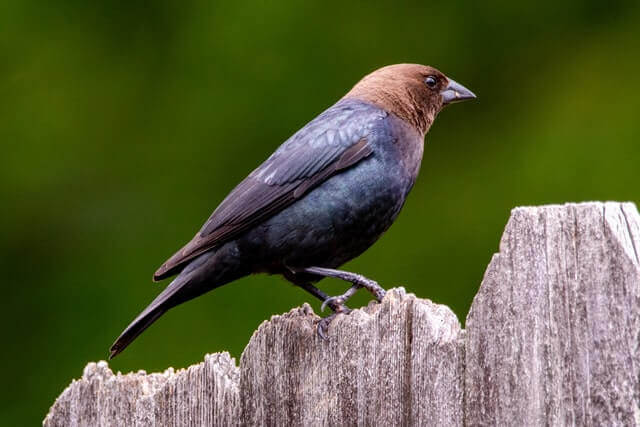 A brown-headed cowbird perched on a wooden fence.