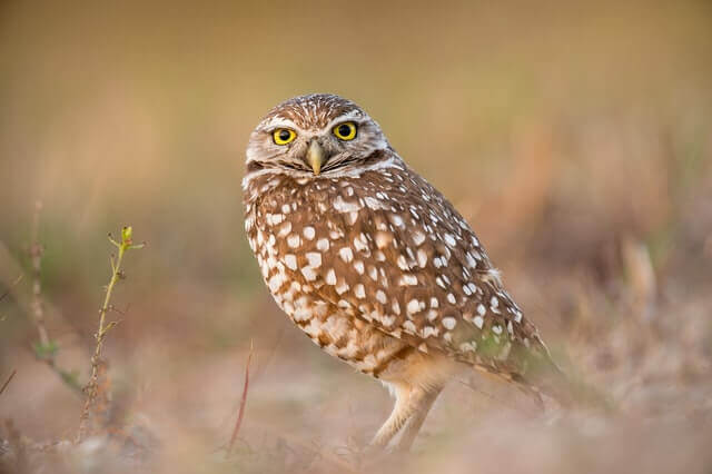 A burrowing owl keeping an eye out.