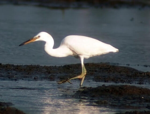 A Chinese Egret on the shore looking for food.
