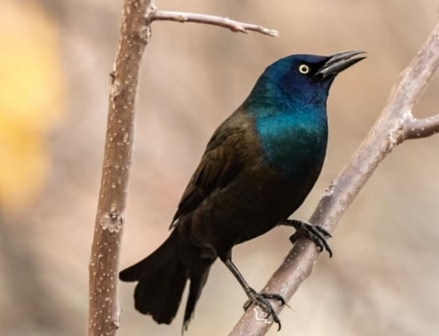 A common grackle perched on a tree branch.