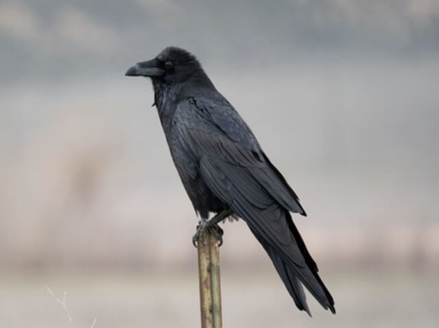 Common Raven perched on a metal pole.