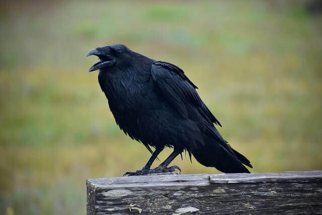 A Common Raven perched on a wooden fence post.