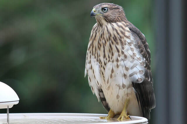 A Cooper's Hawk perched on the edge of a bird bath.