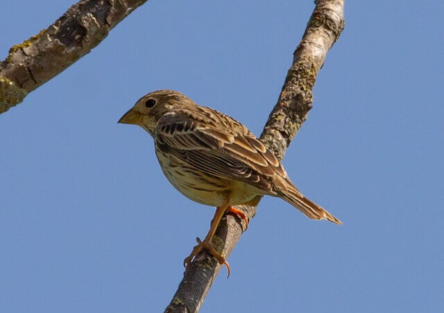 A Corn Bunting perched on a branch.