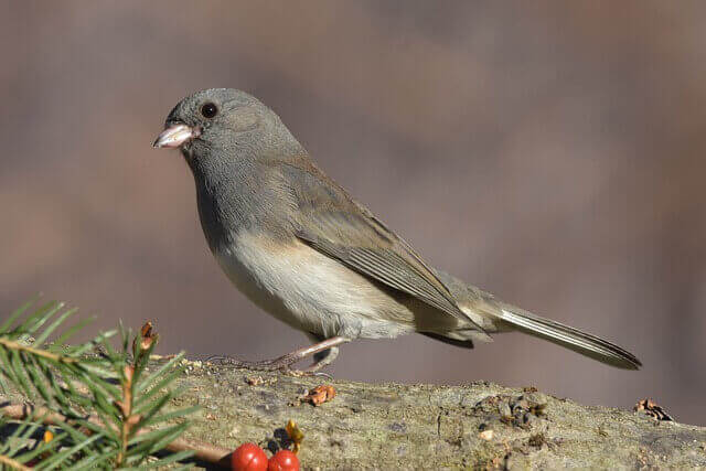 A dark-eyed junco perched on a tree.