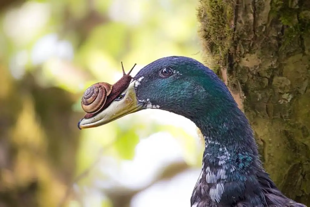 A picture of a duck with a snail on its bill.