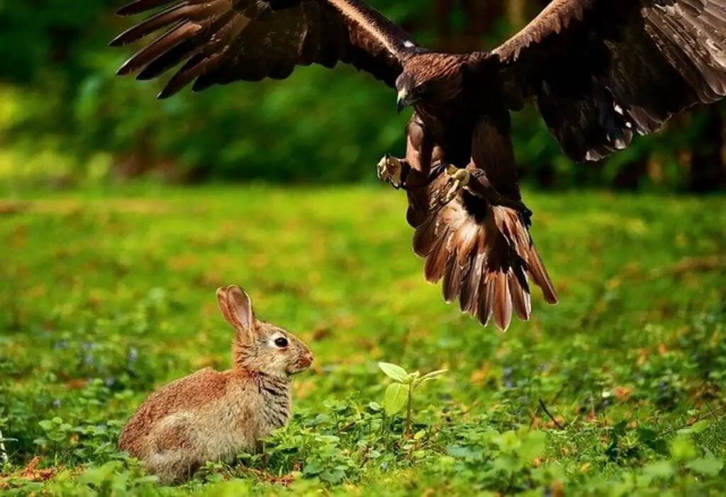 An Eagle attacking a rabbit.