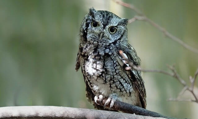 An Eastern Screech Owl perched in a tree.