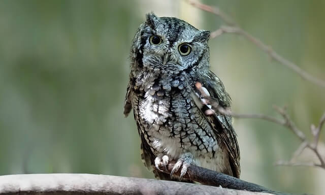 An Eastern Screech Owl perched on a treebranch.